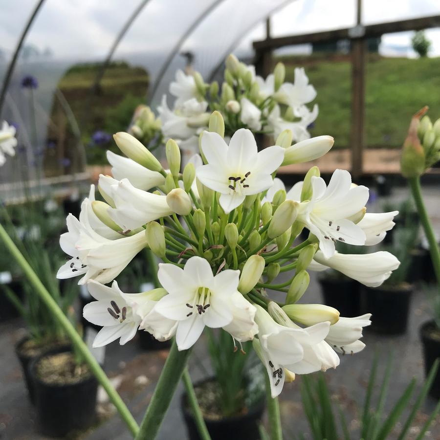 Agapanthus 'Galaxy White'