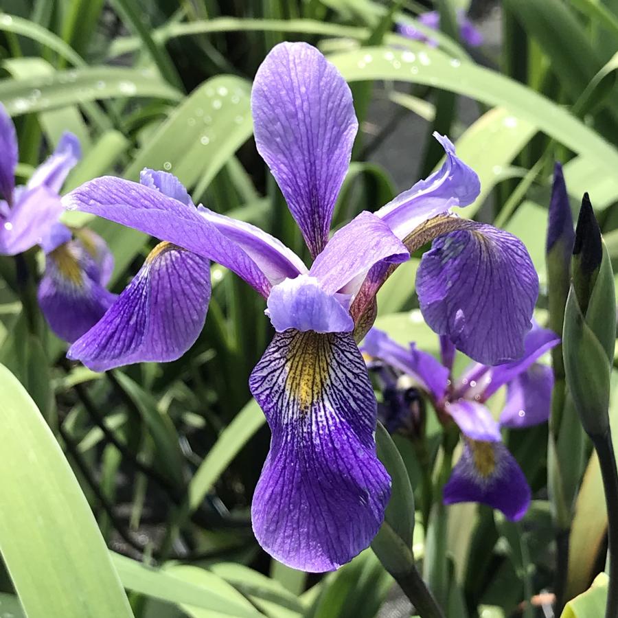 Iris versicolor 'Purple Flame'