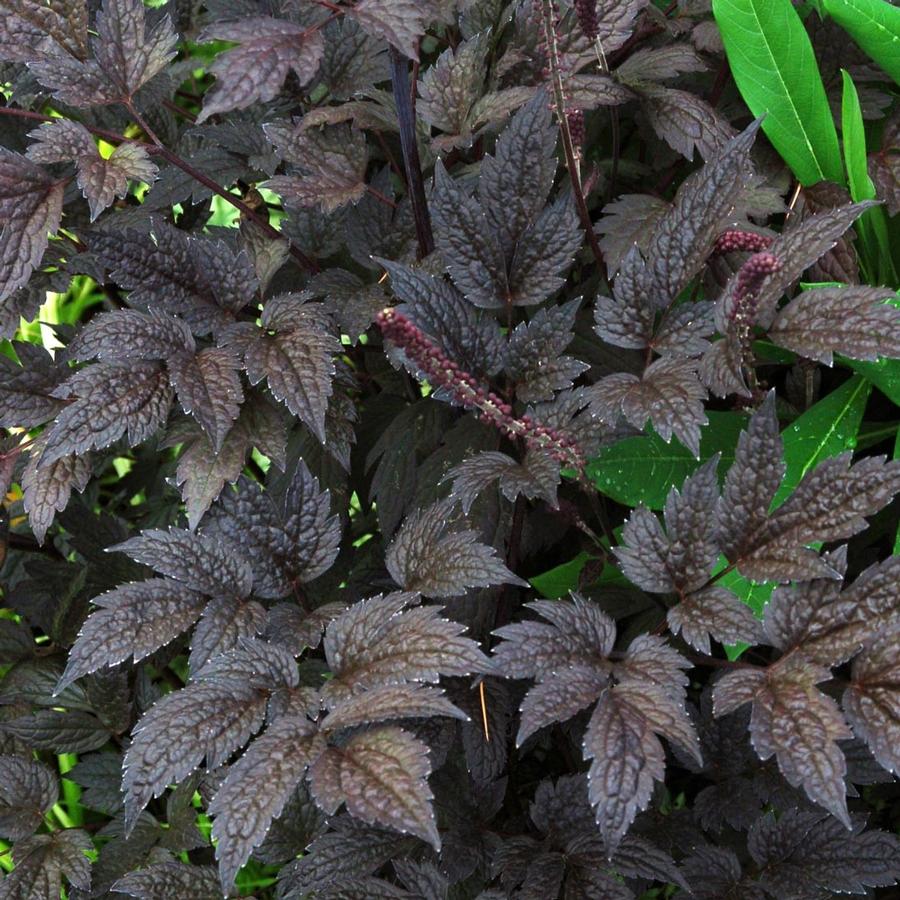 Actaea simplex 'Black Negligee'