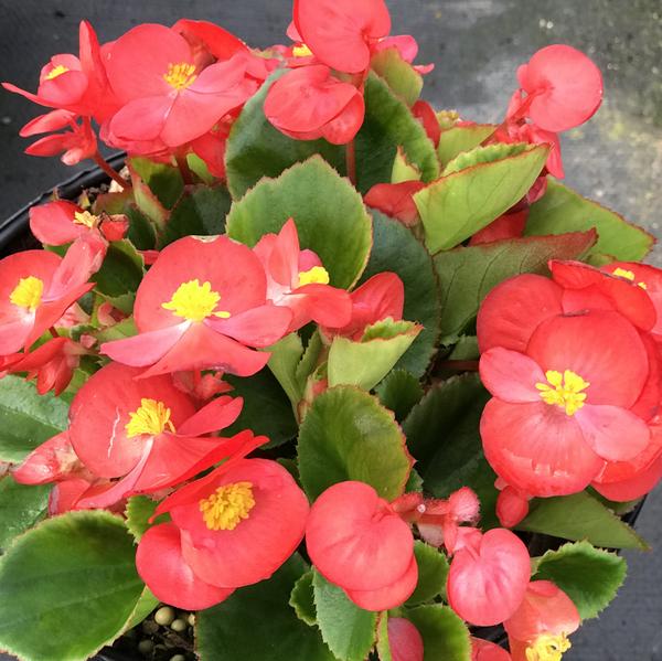 Begonia Begonia 'Prelude Scarlet' from Saunders Brothers Inc
