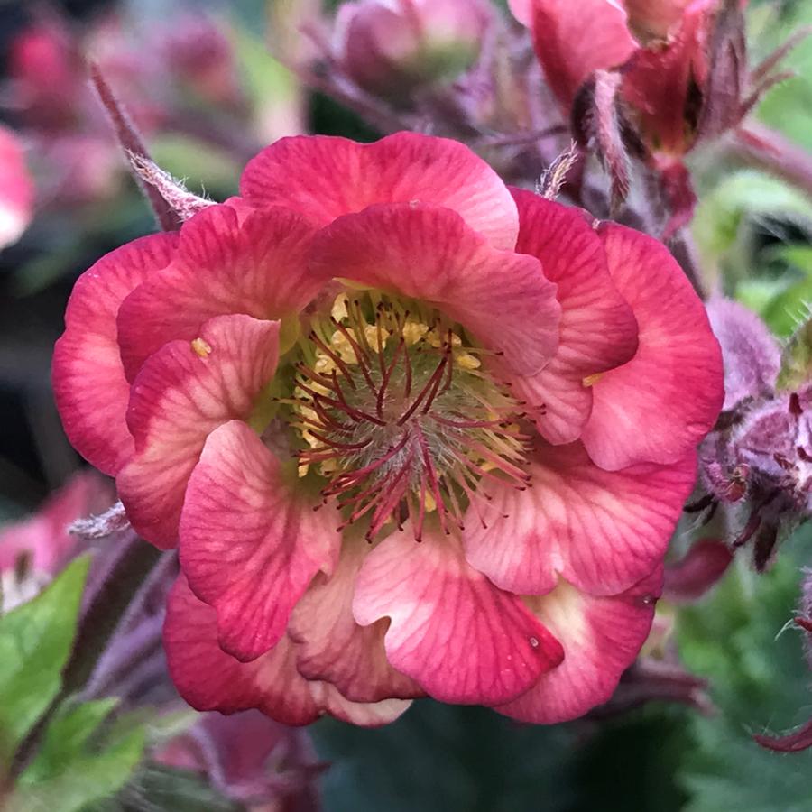 Geum Tempo™ Rose