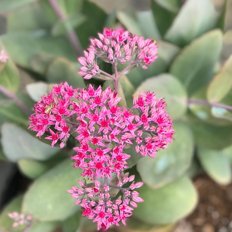 Sedum 'Thunderhead'