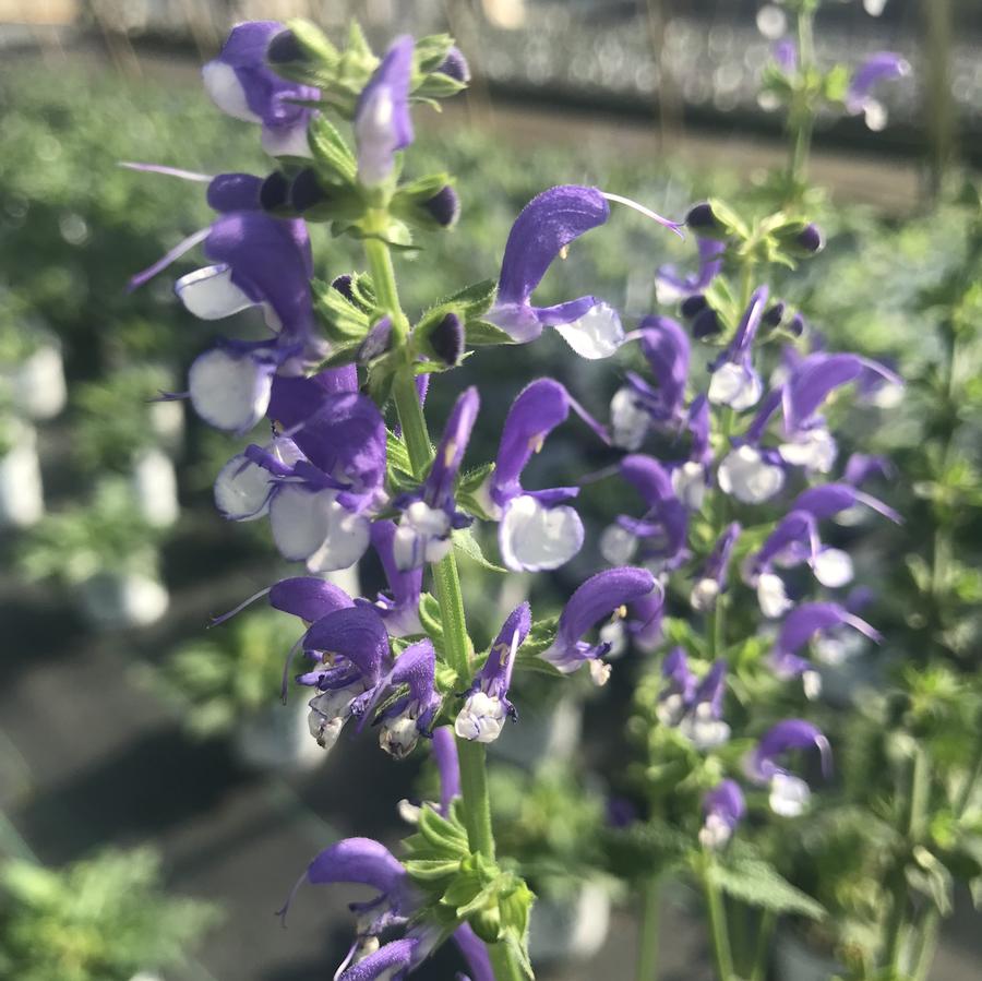 Salvia Color Spires® 'Azure Snow'