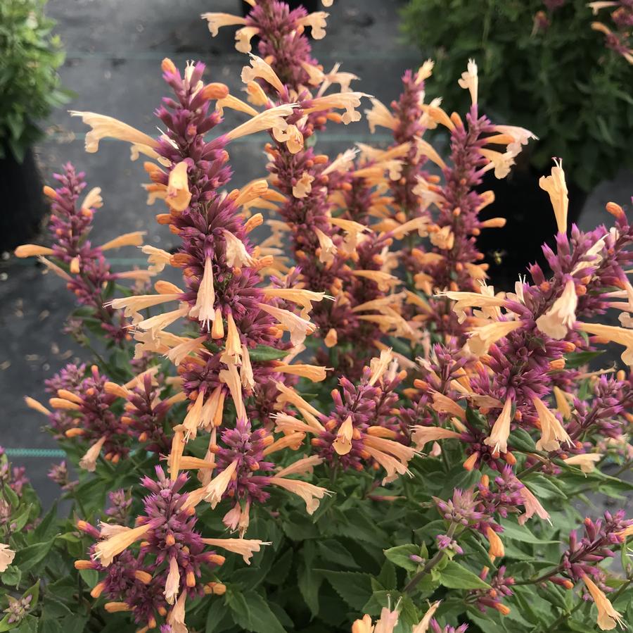 Agastache 'Peachie Keen'