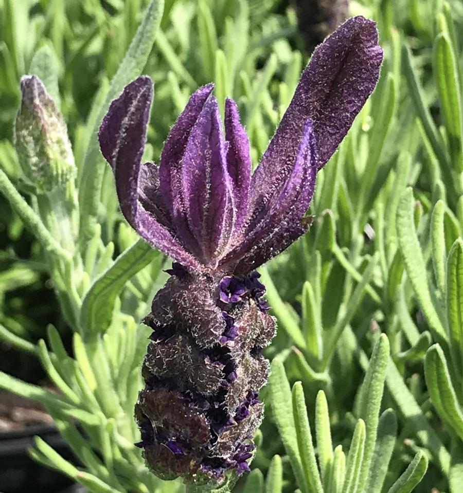 Lavandula stoechas 'Primavera'