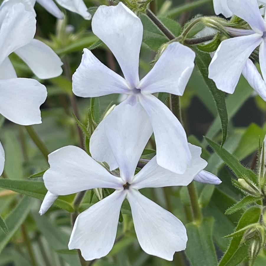 Phlox divaricata 'May Breeze'