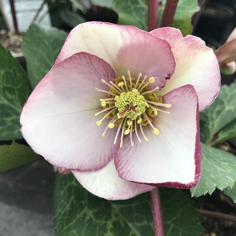 Helleborus 'Glenda's Gloss'