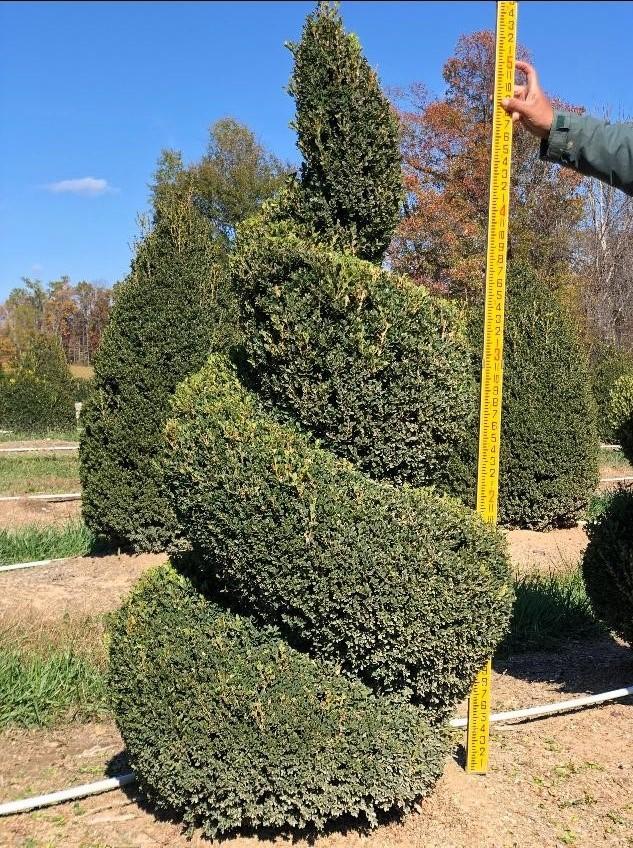 Boxwood Topiary Spiral #4 'John Baldwin' 4-5' H