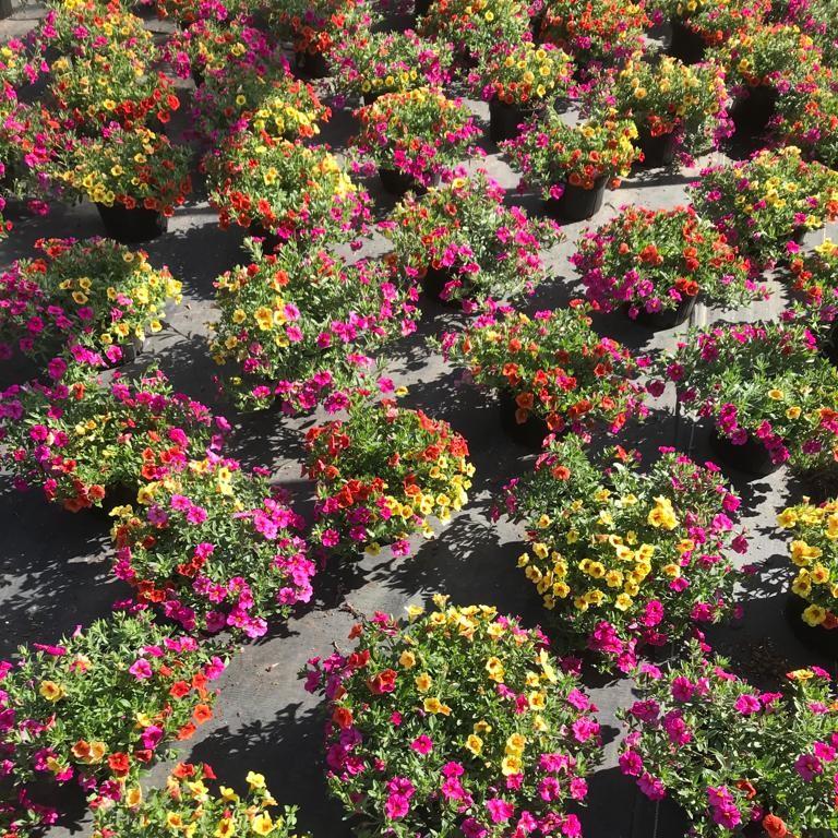 Confetti Garden™ Hawaiian Kalani From Saunders Brothers Inc