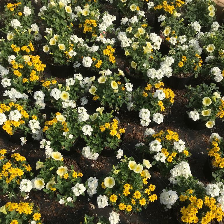 Confetti Garden Comp. Pineapple Punch from Saunders Brothers Inc