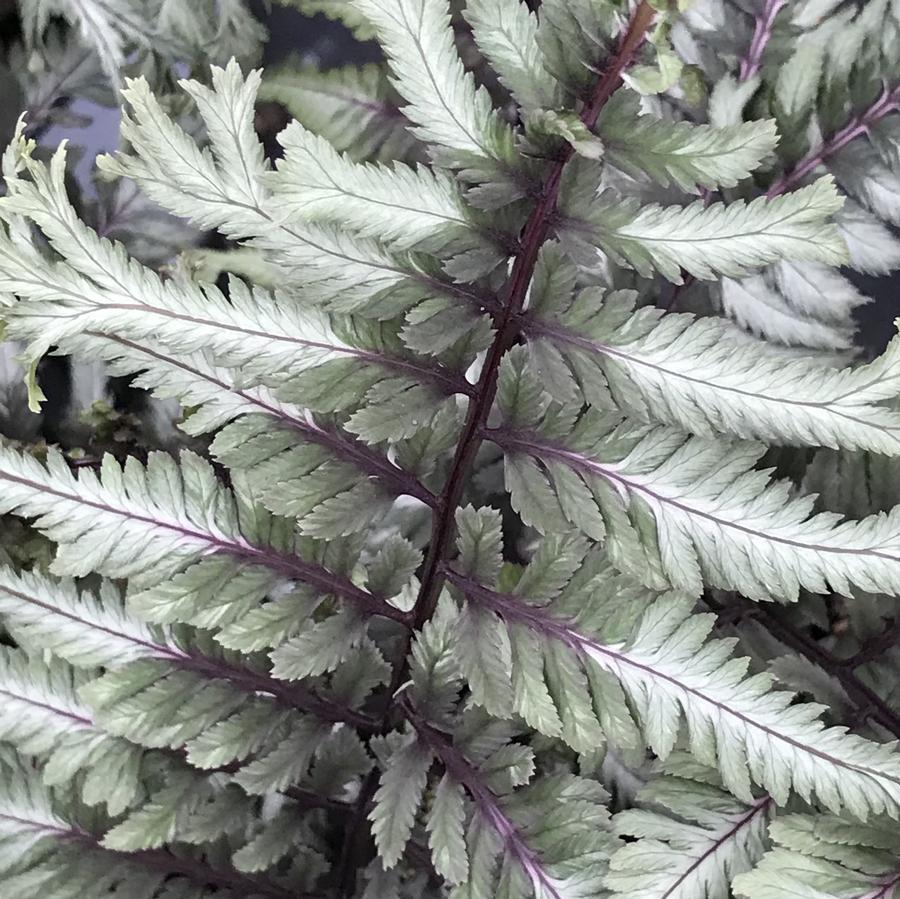 Athyrium niponicum 'Crested Surf'