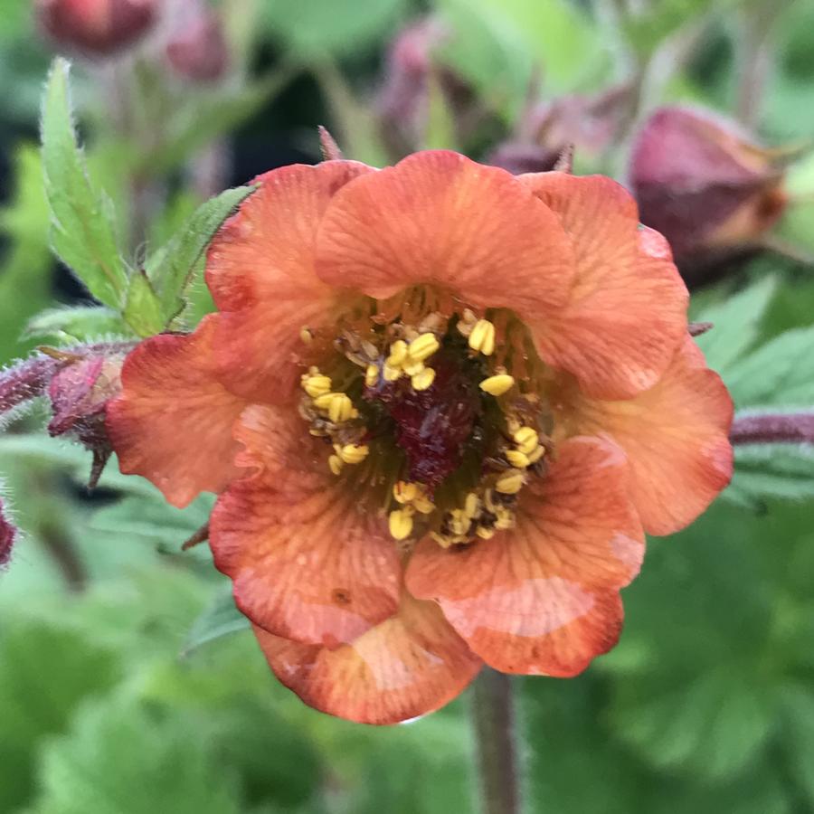 Geum Tempo™ Orange
