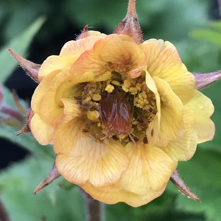 Geum Tempo™ Yellow