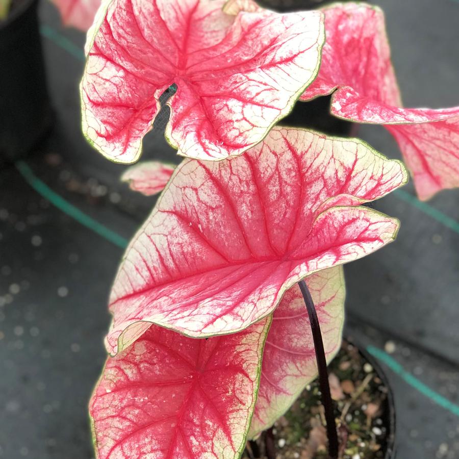 Caladium Rhapsody