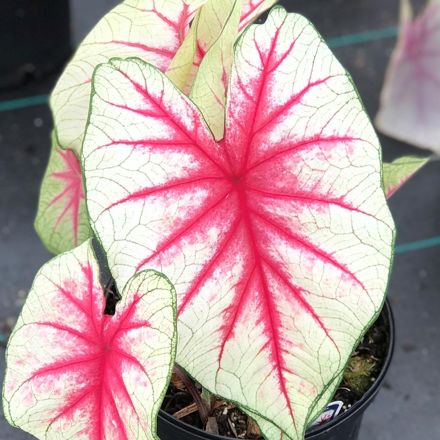 Caladium Fiesta