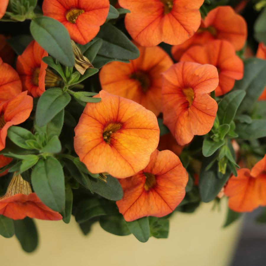 Calibrachoa Superbells® Dreamsicle