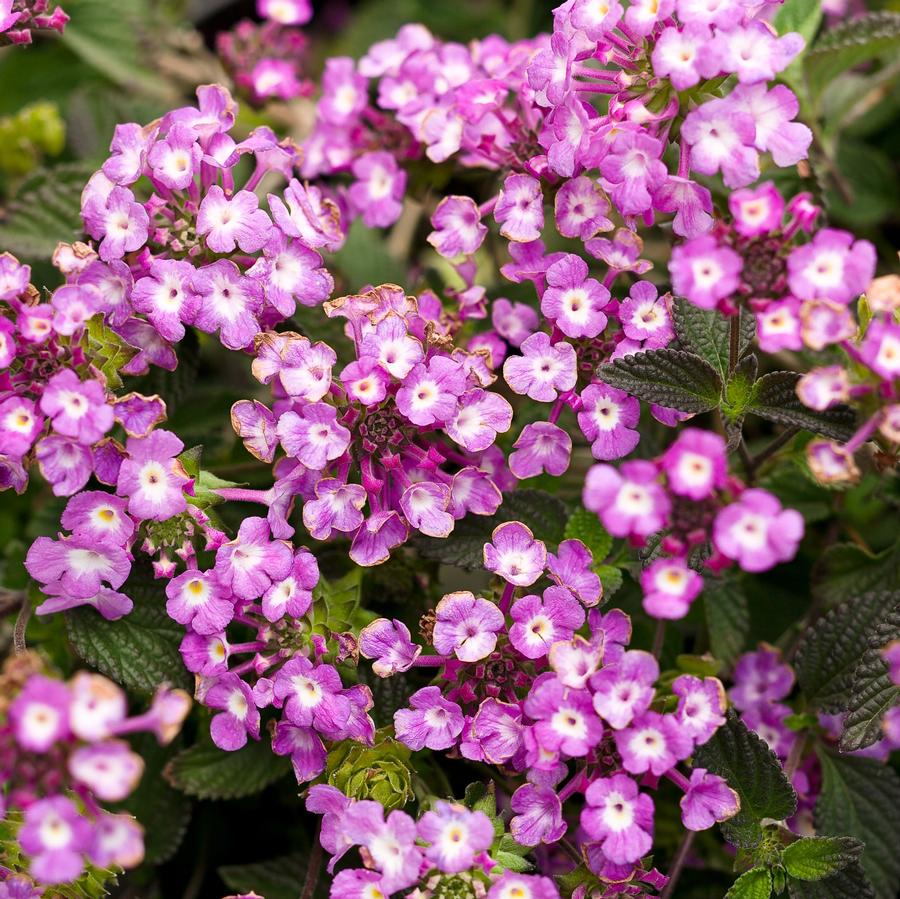 Lantana Luscious® Grape PP19357