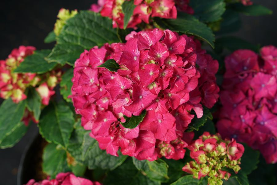 Hydrangea macrophylla Wee Bit Grumpy®