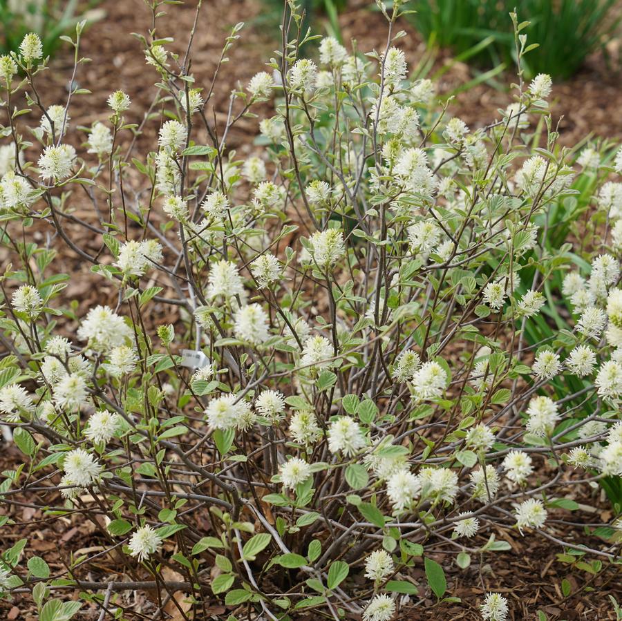 Fothergilla intermedia Legend Of The Small®