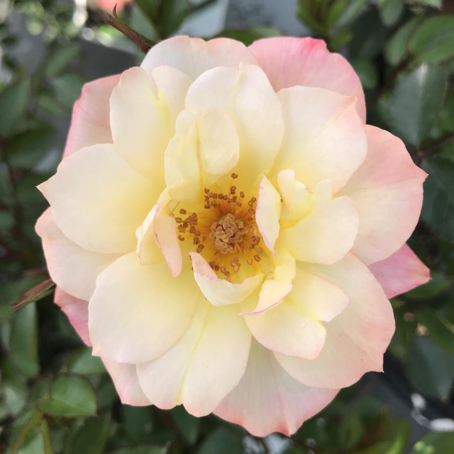 Rose Oso Easy Italian Ice®