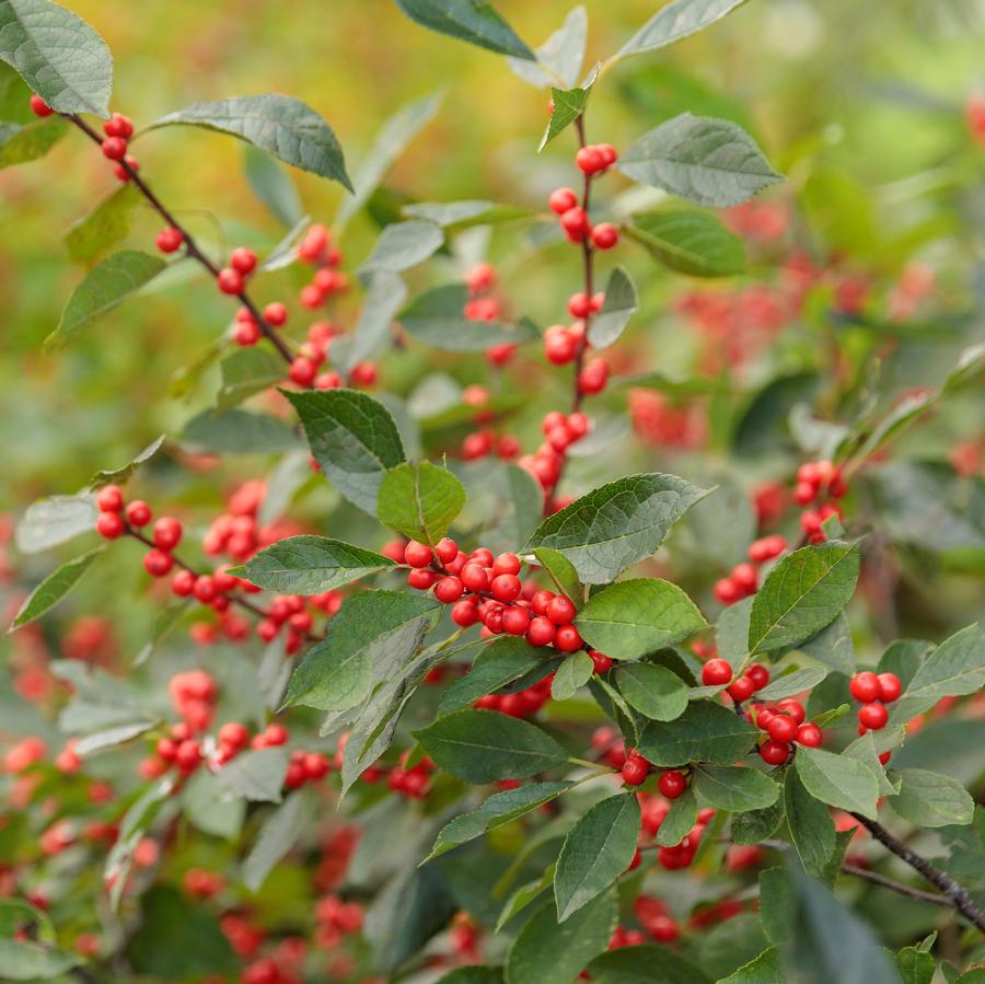 Ilex verticillata Berry Heavy®