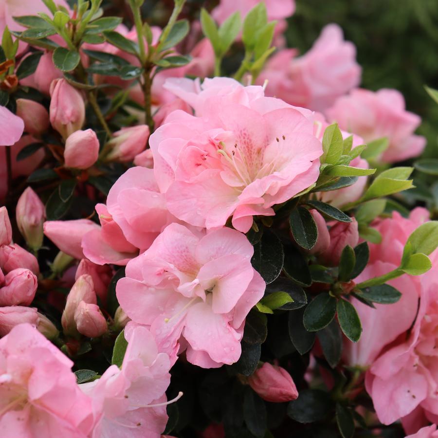 Azalea Perfecto Mundo® Pink Carpet®