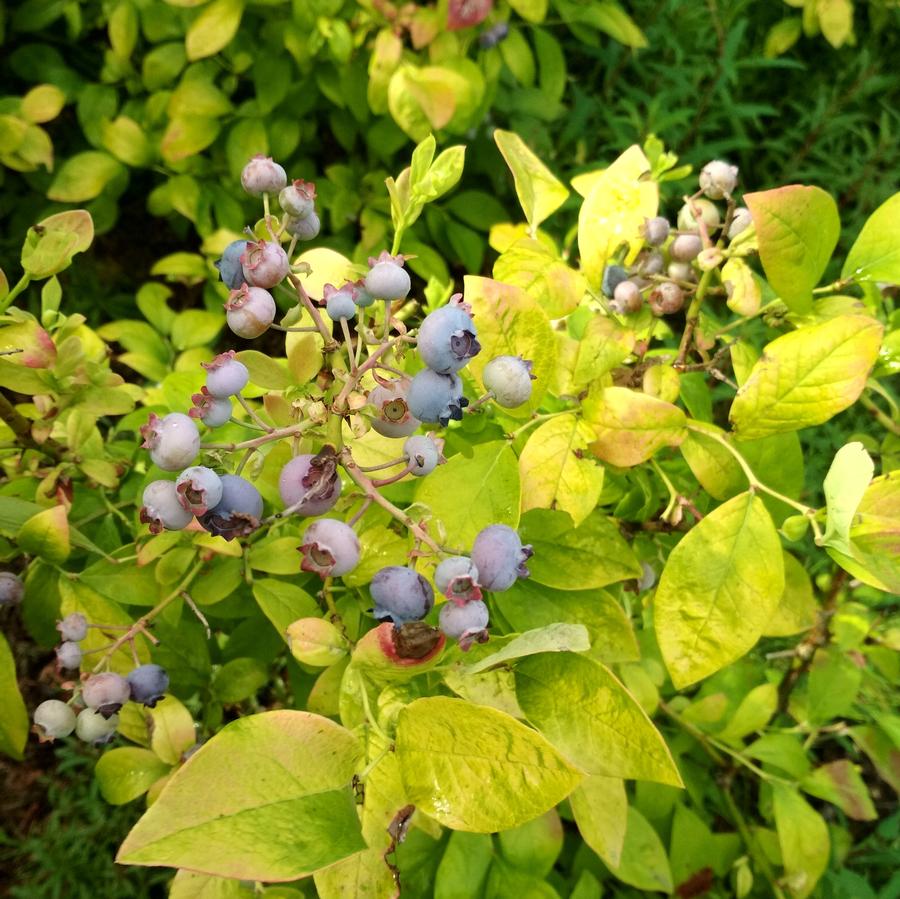 Vaccinium corymbosum Sky Dew™ Gold