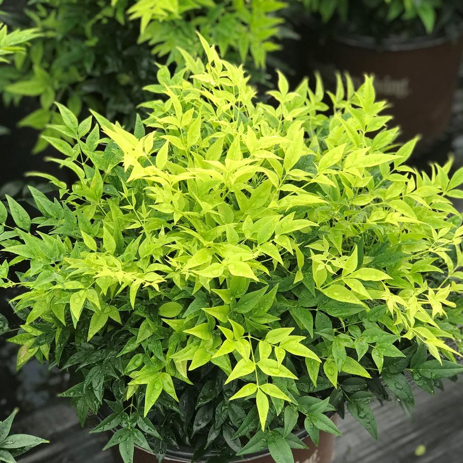 Nandina domestica 'Lemon-Lime'