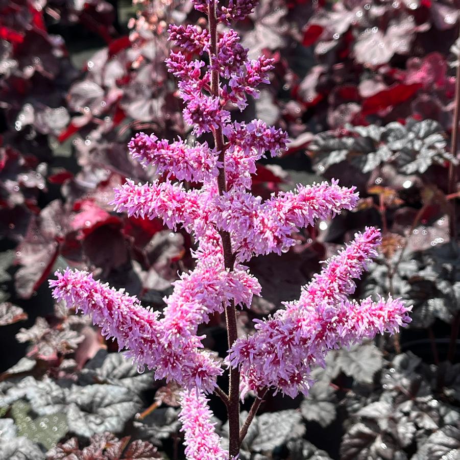 Astilbe 'Dark Side of the Moon'