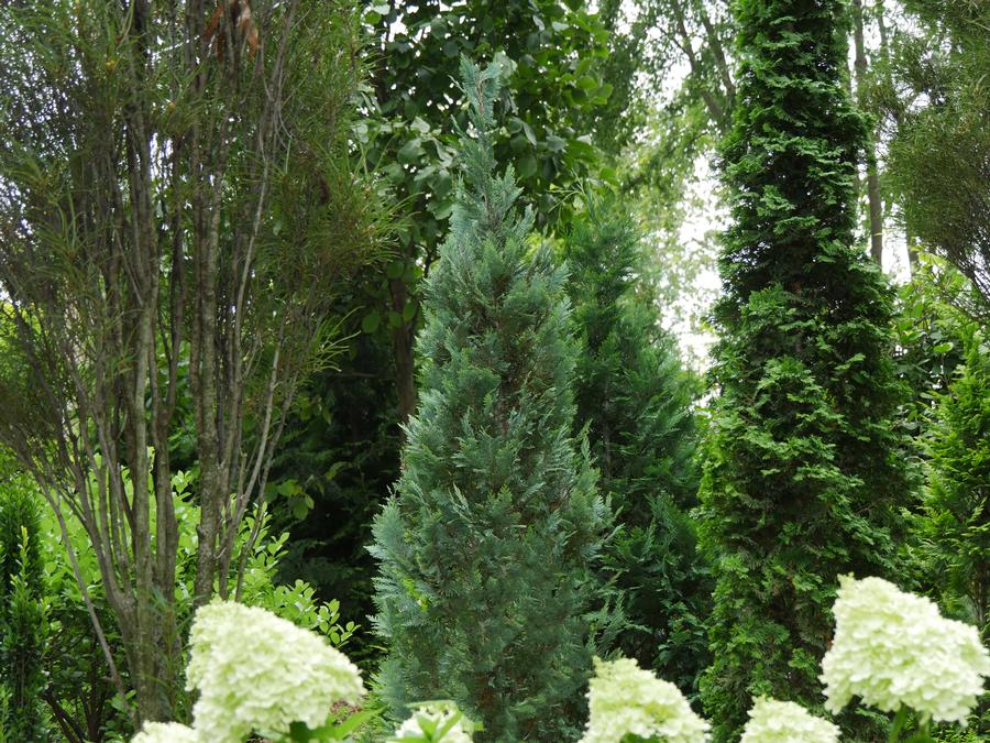 Chamaecyparis lawsoniana Pinpoint® Blue