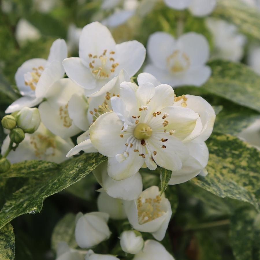 Philadelphus coronarius Illuminati Sparks™