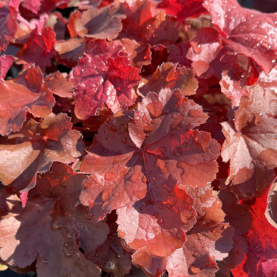 Heuchera Northern Exposure™ Red