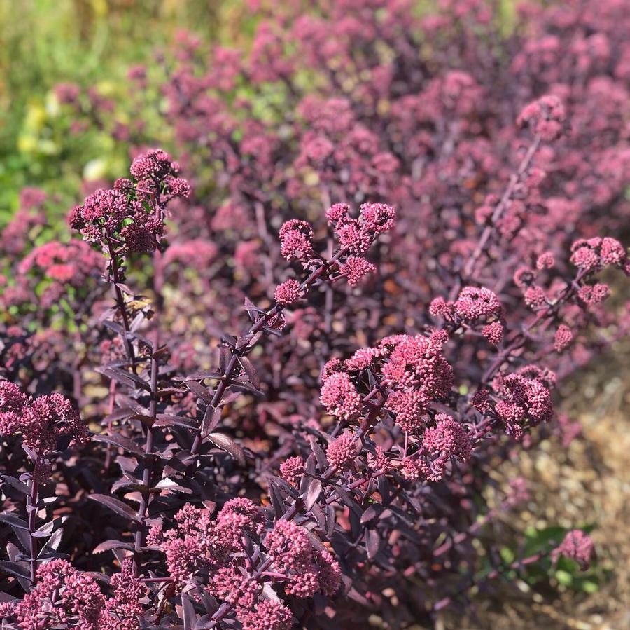 Sedum Mojave Jewels™ Diamond