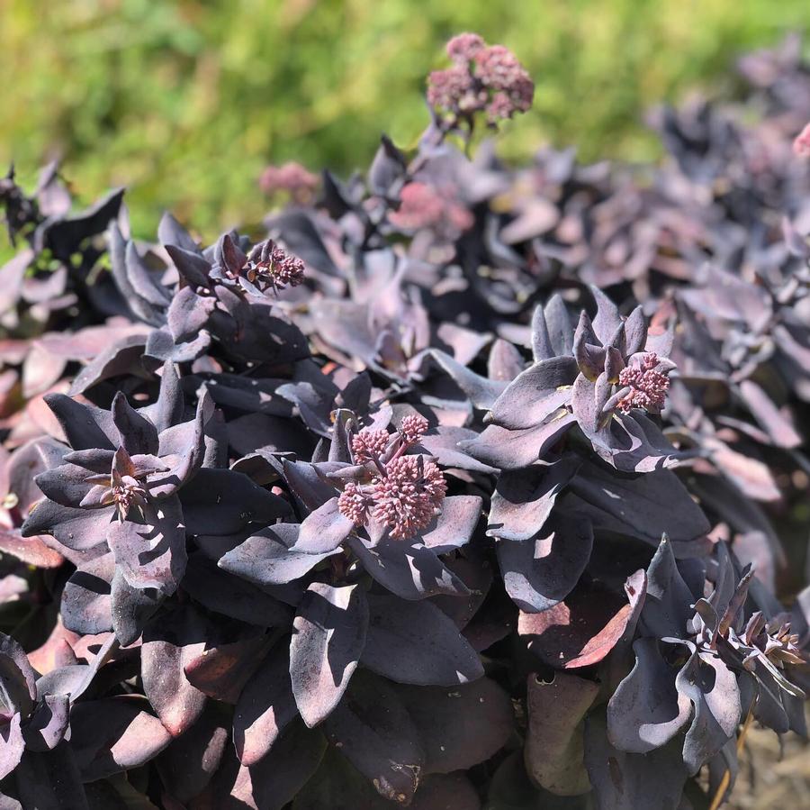 Sedum Mojave Jewels™ Sapphire