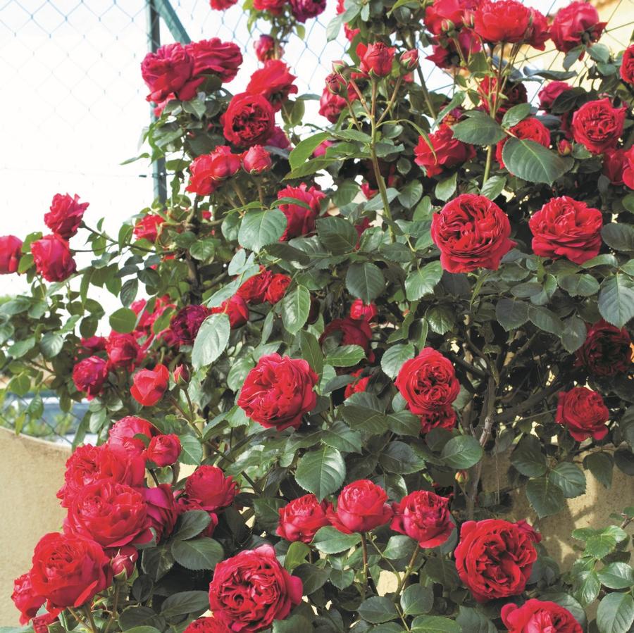 Rose Climber Red Eden Climber®