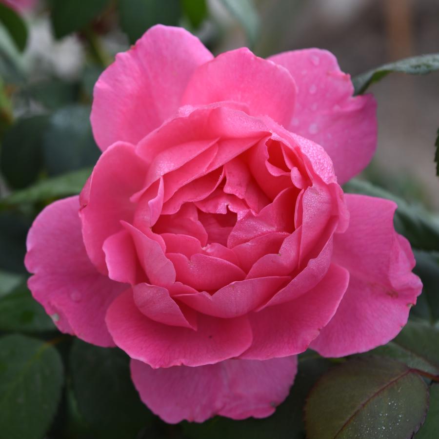 Rose True Bloom® True Inspiration from Saunders Brothers Inc