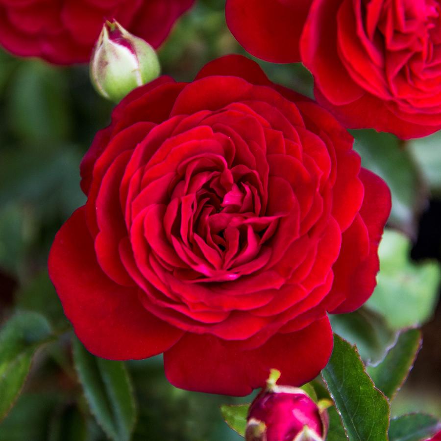 Rose True Bloom® True Love™