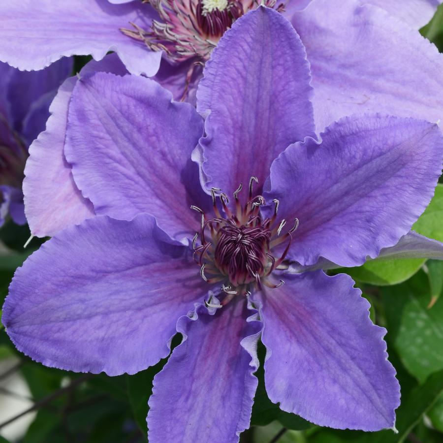 Clematis Ines™
