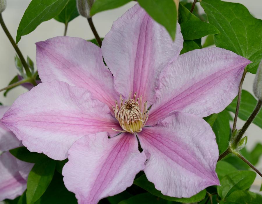 Clematis Sally™