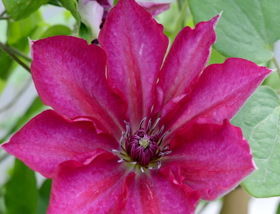 Clematis Tekla™
