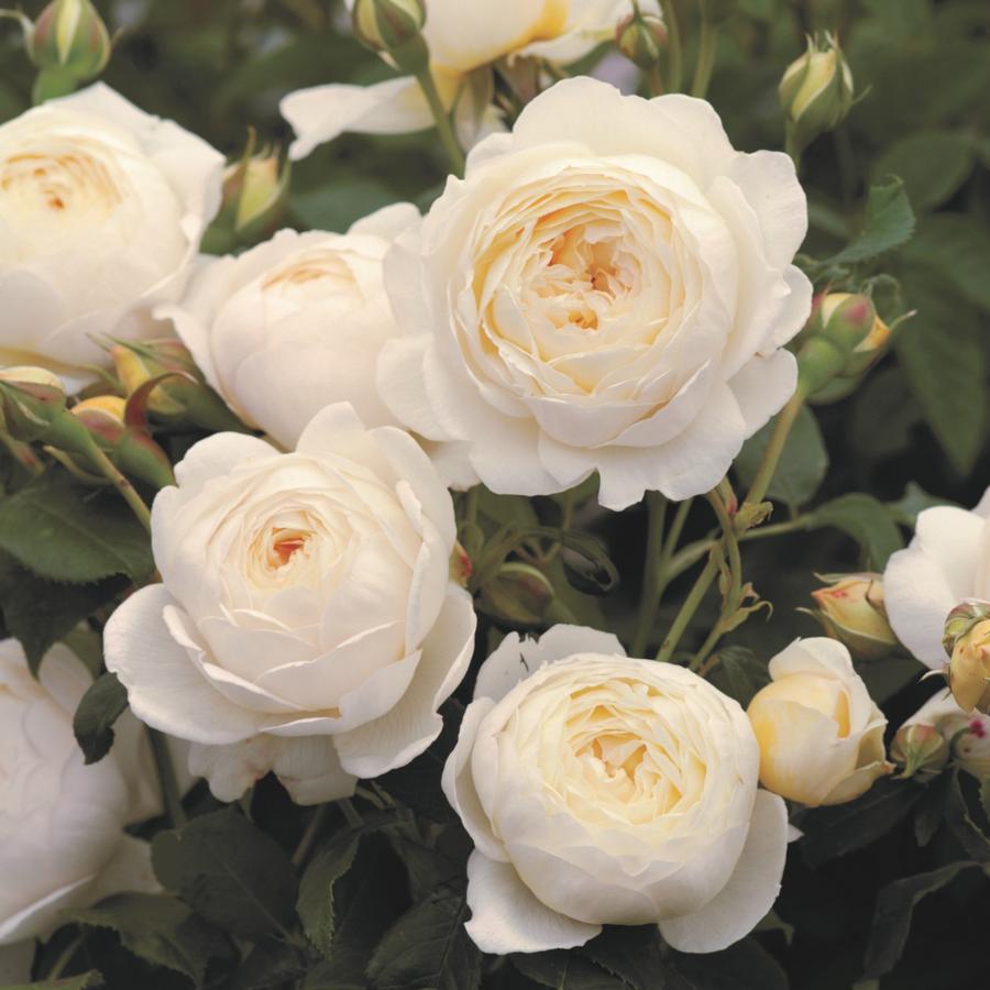 Rose David Austin® Claire Austin