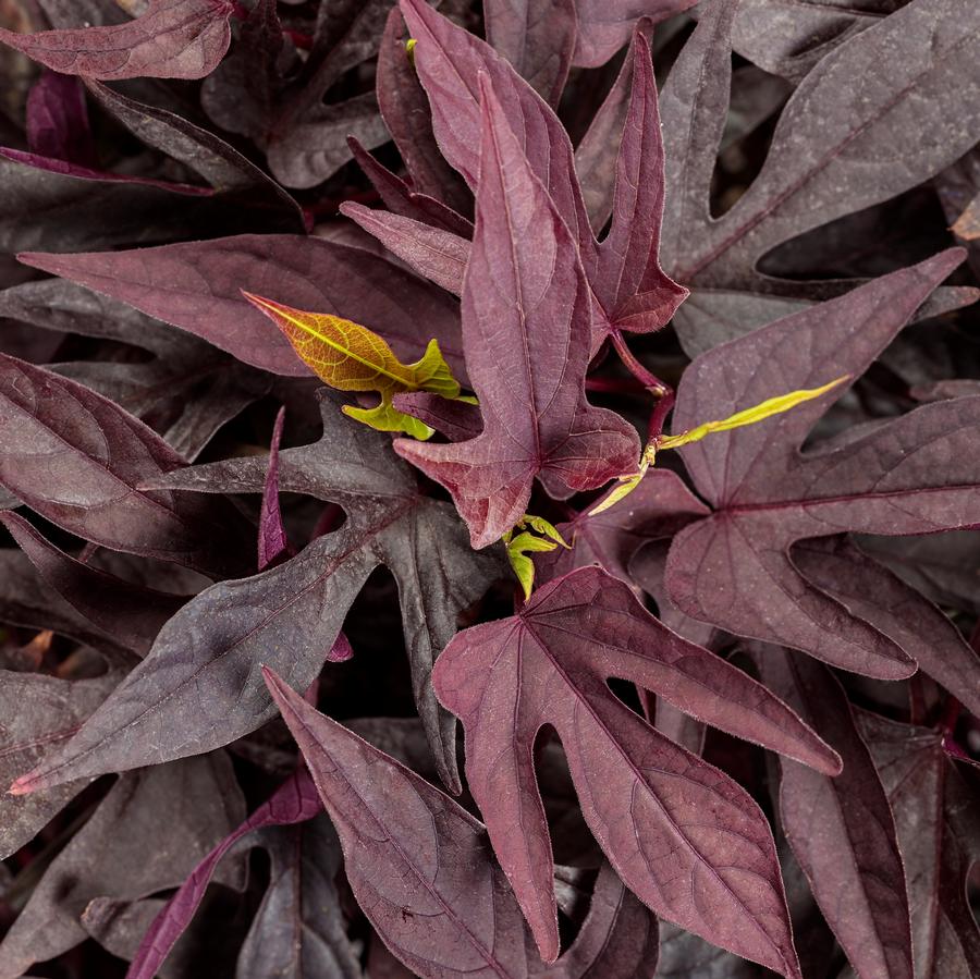 Ipomoea Sweet Caroline Upside™ Black Coffee