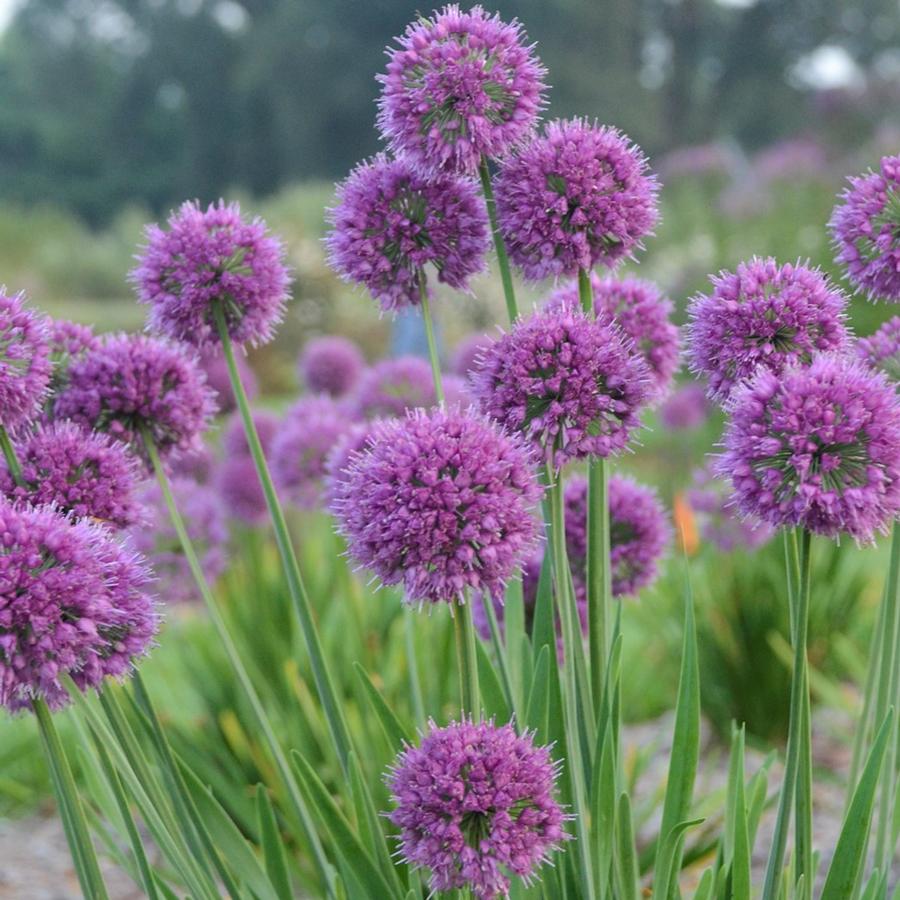 Allium 'Lavender Bubbles'