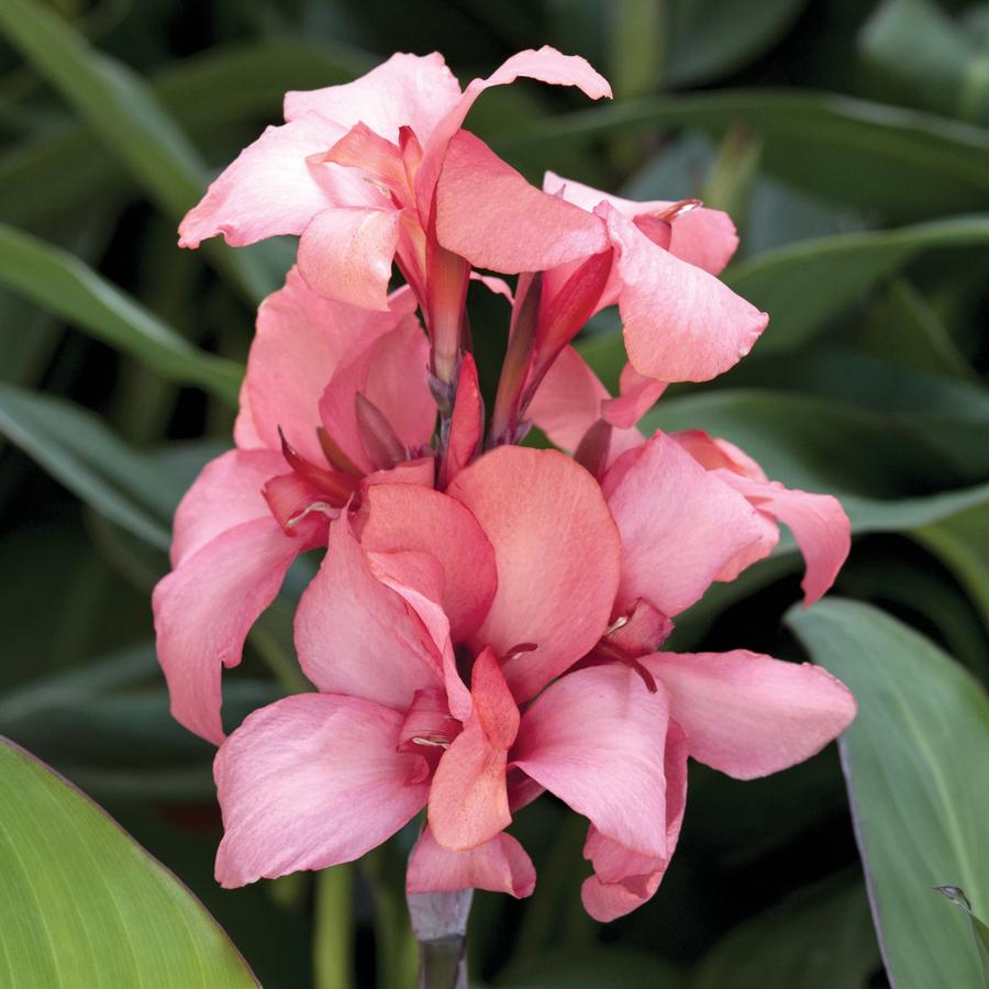 Canna Cannova® Mango