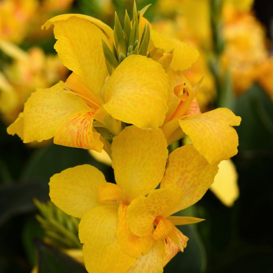 Canna Cannova® Yellow