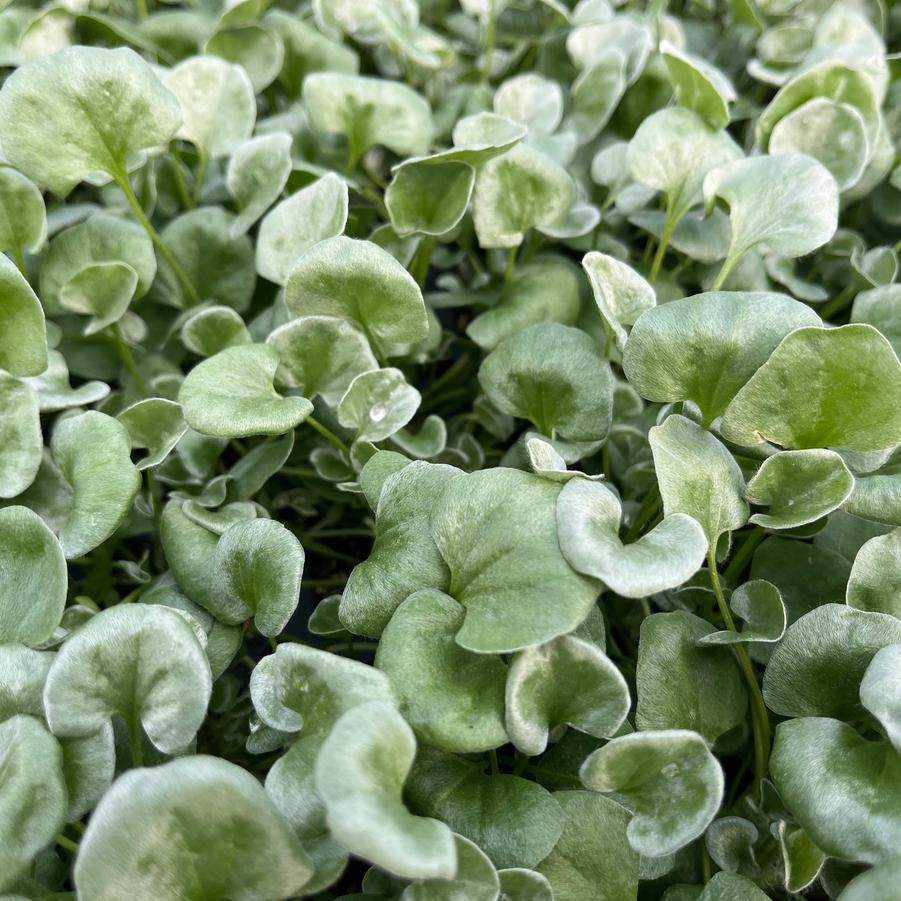 Dichondra Silver Falls