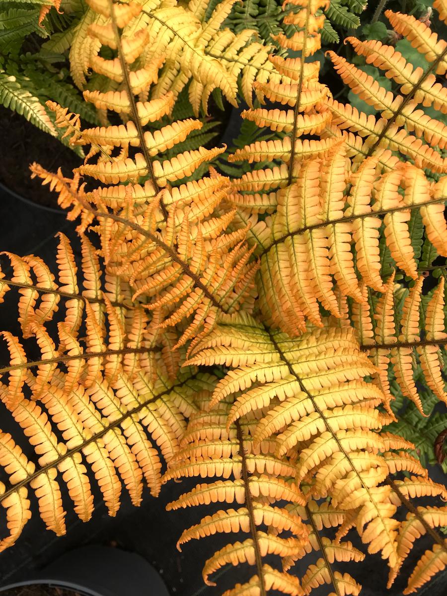 Dryopteris 'Jurassic Gold'