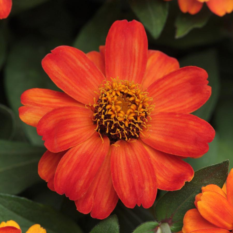 Zinnia marylandica Zahara® Fire