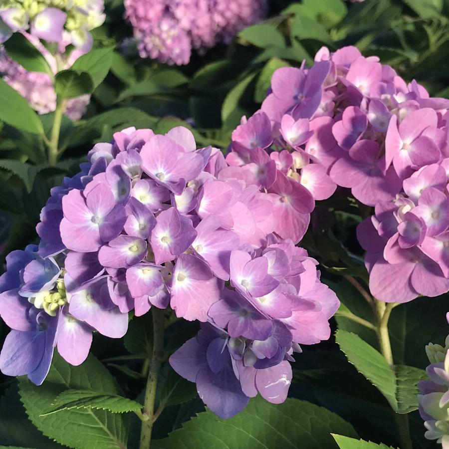 Hydrangea macrophylla Azure Skies™