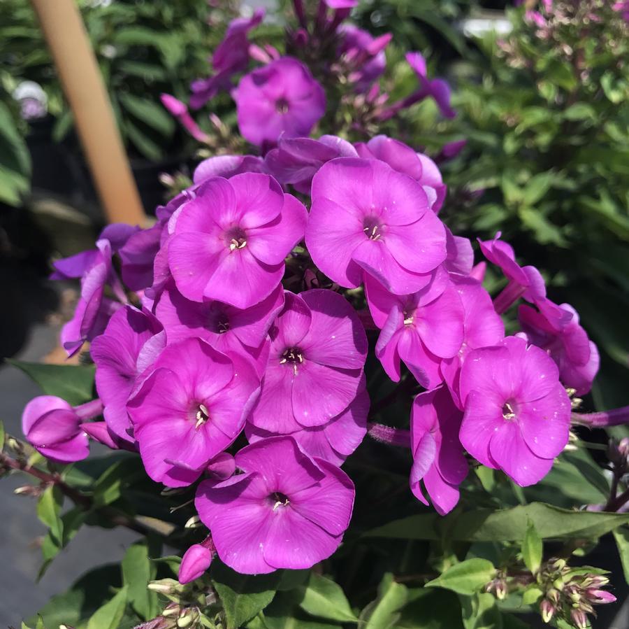 Phlox paniculata Ka-Pow® Lavender